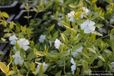 GRDplanten Groendecor Tuinarchitectuur 12x Witte Maagdenpalm - Vinca Minor 'Alba' | 9x9 cm pot