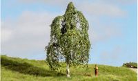Noch Berken Boom (Master-Bäume 12 Cm Hoog)