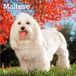 Maltese BrownTrout Publishers Maltese - Malteser 2027 - 16-Monatskalender