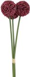Decostar Countryfield Countryfield Allium 3 st. Fuchsia - Zijdenbloem