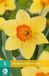 jub X 5 Narcissus Red Devon