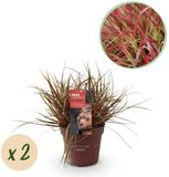 Green boutiQ Siergrassen Uncinia rubra Everflame Rood 2 Planten Bladhoudend Weinig Onderhoud Pot 17cm Hoogte 50cm