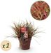 Green boutiQ Siergrassen Uncinia rubra Everflame Rood 2 Planten Bladhoudend Weinig Onderhoud Pot 17cm Hoogte 50cm