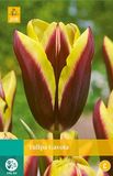 Jub Tulipa Gavota bloembollen 7 bollen Tulp JUB