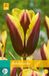Jub Tulipa Gavota bloembollen 7 bollen Tulp JUB