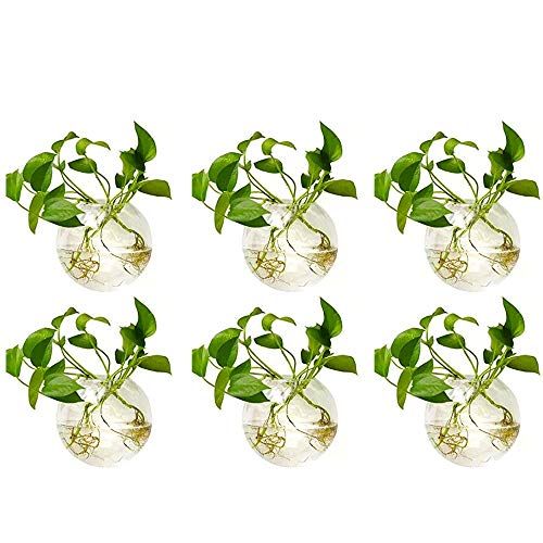 Nuptio 4 Stuks Wandopknoping Glazen Planters 4 Inches Diameter Ronde Glas Plantenpot - Waterplanten Vazen Luchtbloem Vaas Plant Terrariums Plantencontainer