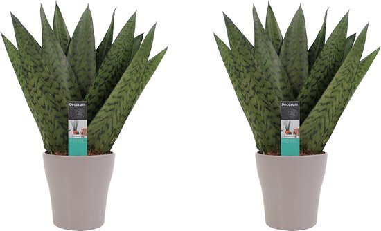 Duo Sansevieria Zeylanica met sierpot Anna taupe ↨ 35cm - 2 stuks - hoge kwaliteit planten