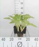 GRDplanten Groendecor Tuinarchitectuur 6x Funkia - Hosta sieboldiana | 9x9 cm pot