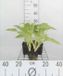 GRDplanten Groendecor Tuinarchitectuur 6x Funkia - Hosta sieboldiana | 9x9 cm pot