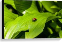 Merkloos / Sans marque Take your time Canvas - Rood Insect lopend op Felgroen Blad - 60x40 cm Foto op Canvas Schilderij
