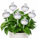 Merkloos Elzusha - Set van 6 Cactus Glazen Waterbollen voor Planten (Transparant)