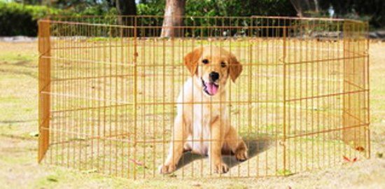 Vind puppyren in Hondenhokken op