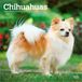 Chihuahuas Browntrout Chihuahuas 2027 - 16-Monatskalender