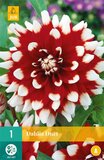 Dahlia Duet - 1st - Bloembollen - JUB Holland
