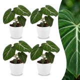 Plantenboetiek.nl Philodendron Gloriosum - Glorie Philodendron - 4 Planten - met Potter Wit - Ø12cm - 25cm hoog