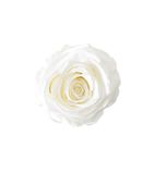 Juli Flowers Pure White Rose