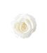 Juli Flowers Pure White Rose