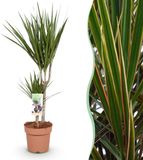 Green BoutiQ Dracaena Marginata Drakenbloedboom - Weinig onderhoud - Groen - 1 Plant - Pot 17cm - Hoogte 70-80cm