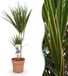 Green BoutiQ Dracaena Marginata Drakenbloedboom - Weinig onderhoud - Groen - 1 Plant - Pot 17cm - Hoogte 70-80cm