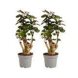 Bloomique Polyscias Fabian Aralia Kamerplanten Set van 2