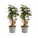 Bloomique Polyscias Fabian Aralia Kamerplanten Set van 2