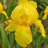 Arborix Iris 6 x Iris 'Ola Kala' - Baardiris Pot 9x9 cm - Donkerpaarse Bloemen