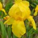 Arborix Iris 6 x Iris 'Ola Kala' - Baardiris Pot 9x9 cm - Donkerpaarse Bloemen