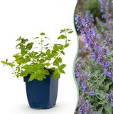 Green boutiQ Nepeta faassenii 'Six Hills Giant' - Kattenkruid - 24 Planten - Paars