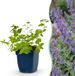 Green boutiQ Nepeta faassenii 'Six Hills Giant' - Kattenkruid - 24 Planten - Paars