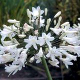 Arborix Agapanthus 6 x Agapanthus Africanus 'Albidus' - Afrikaanse lelie - Pot 9x9 cm
