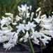 Arborix Agapanthus 6 x Agapanthus Africanus 'Albidus' - Afrikaanse lelie - Pot 9x9 cm