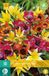 jub X 10 Tulipa Species mix