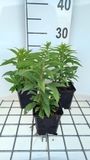 Groendecor Tuinarchitectuur 6x Solidage - Solidago hybr. 'Golden Dwarf' | pot de 9x9 cm
