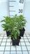 GRDplanten Groendecor Tuinarchitectuur 6x Guldenroede - Solidago hybr. 'Golden Dwarf' | 9x9 cm pot