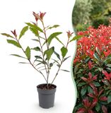 KH Bloembollen Green boutiQ - 40x Photinia fraseri Carre Rouge - Glansmispel - Haagplanten - Groenblijvend - Rood - Pot 9cm - Hoogte 25-35cm