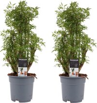 Duo Polyscias Hawaiiana Ming vertakt ↨ 50cm - 2 stuks - hoge kwaliteit planten