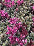 Groendecor Tuinarchitectuur 6x Sedum - Sedum spurium 'Fuldaglut' | pot van 9x9 cm