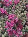 GRDplanten Groendecor Tuinarchitectuur 6x Vetkruid - Sedum spurium 'Fuldaglut' | 9x9 cm pot