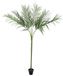 EUROPALMS Areca deluxe, 180cm