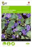 Buzzy Bijenvoer - Phacelia campanularia