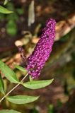 Arborix Buddleja Davidii 'Royal Red' - Vlinderstruik - 40-60 cm in pot