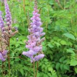 Arborix Bol 6 x Astilbe Chinensis 'Pumila' - Astilbe pot 9x9cm