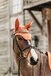 Kentucky Horsewear Oornetje Wellington Velvet - Orange - Pony