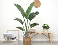 Indoor Oasis Strelitzia Augusta - 180cm - Green