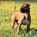 Baker & Bray Boxer Kalender 2026 Wandkalender Dieren NL