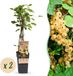 Green boutiQ - Ribes rubrum Witte Parel - Fruitplant - Witte Bes - 2 Planten