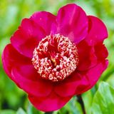 Dutch Bulbs Pioenroos - Red Nippon - Tuinplant - 1 stuk - Rood - Buitenplanten Winterhard