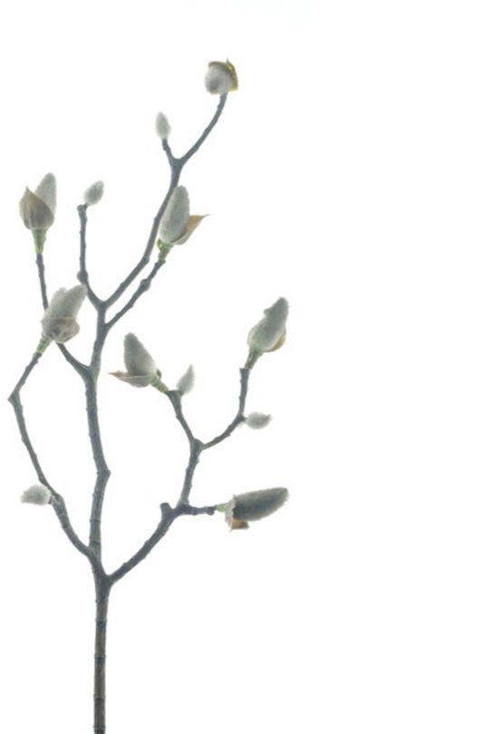 Hortus Kunstbloem magnolia bud sven black, 59 cm