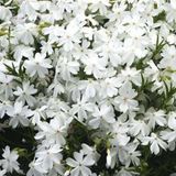 Arborix Phlox 6 x Phlox 'White Admiral' - Vlambloem Pot 9x9 cm - Witbloeiende Vaste Plant
