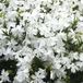 Phlox 6 x Phlox 'White Admiral' - Vlambloem Pot 9x9 cm - Plante vivace à fleurs blanches